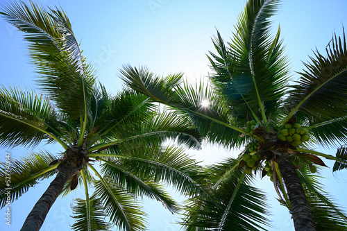 coconut trees on beach, natural background