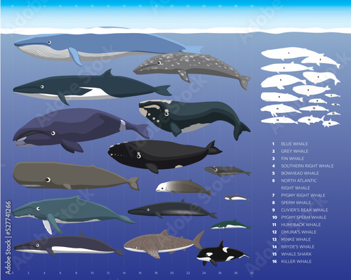 Whale Sizes Comparisons Cartoon Vector Illustration Set