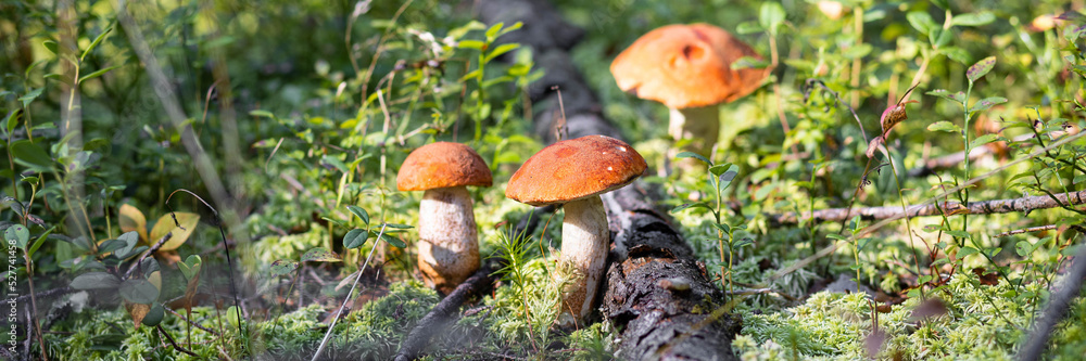 A forest edible brown cep porcini mushroom growing in a natural background. Karelia. Banner copy space for text A forest edible brown cep porcini mushroom growing in a natural background. Karelia. Banner copy space for text