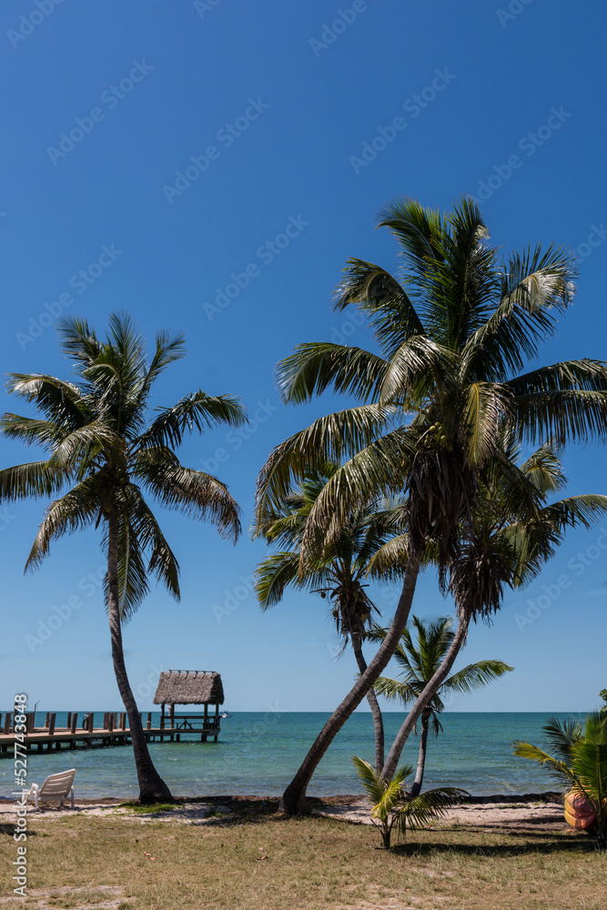 Fototapeta premium tree on the beach