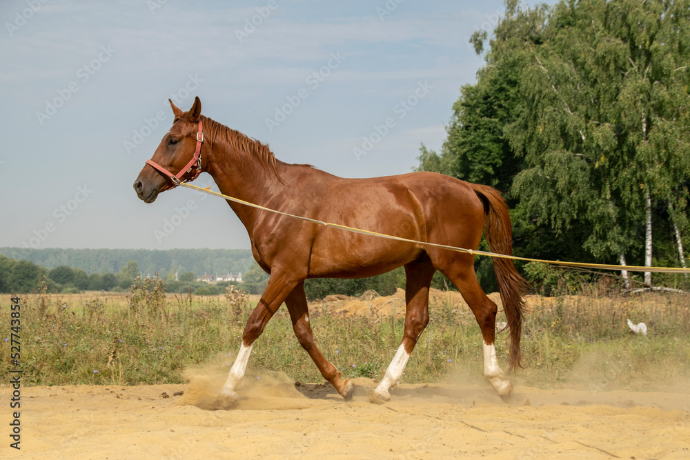 Obraz premium A beautiful bay horse walks on a cord against the background of a summer landscape. The concept of horse breeding.