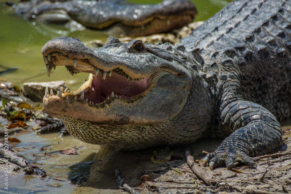 Obraz premium alligator in the everglades
