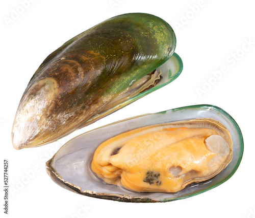 Green Shell mussels isolated on white background, Fresh New Zealand mussels or Perna Canaliculus on White Background PNG file.