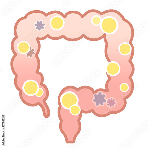 善玉菌の多い大腸