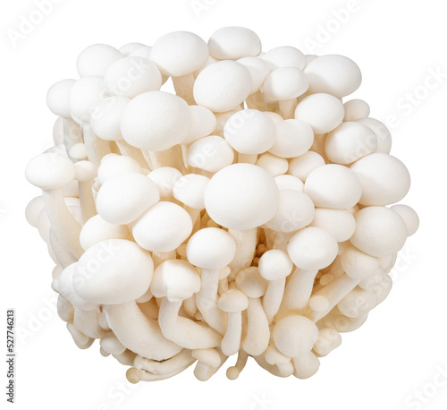 White Shimeji mushroom isolated on white background, White beech mushroom on white background PNG file.