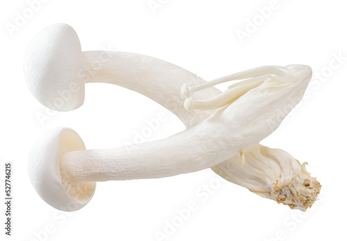 White Shimeji mushroom isolated on white background, White beech mushroom on white background PNG file.