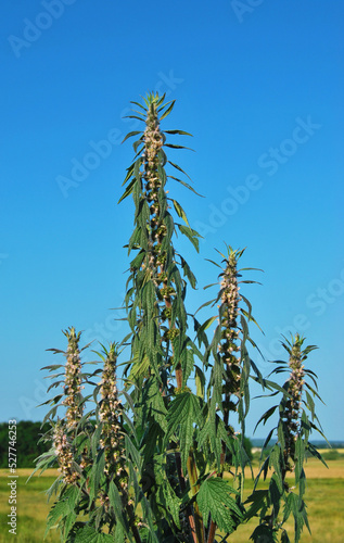 Motherwort plant, Leonurus Cardiaca, a bush of Motherwort in the wild
 photo