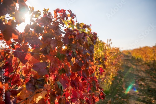 Bright autumn red orange yellow grapevine leaves at vineyard in warm sunset sunlight. Beautiful clusters of ripening grapes. Winemaking and organic fruit gardening. Close up. Selective focus.