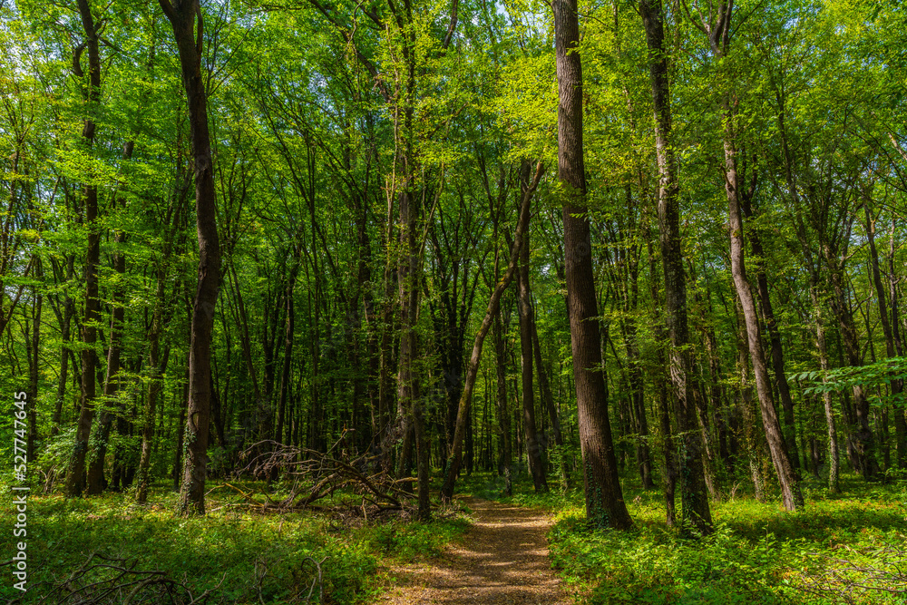 Path in the green dense sunny forest Path in the green dense sunny forest