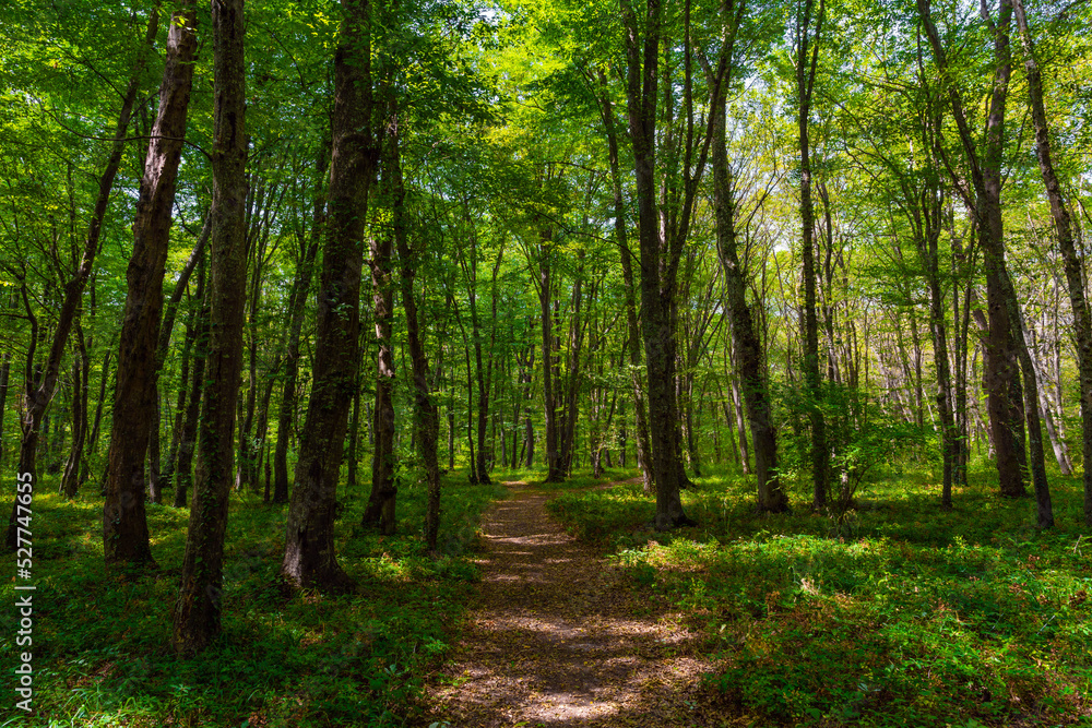 Path in the green dense sunny forest