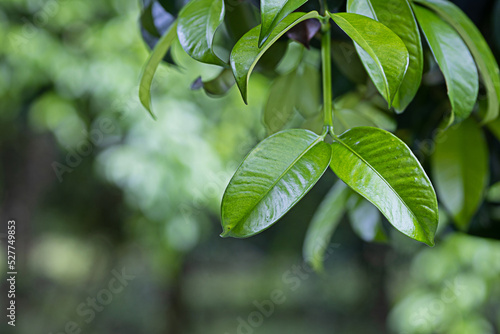 Green leaves background out of focus with copy space photo