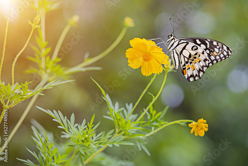 A butterfly perched on a yellow flower on a green background with orange glow.