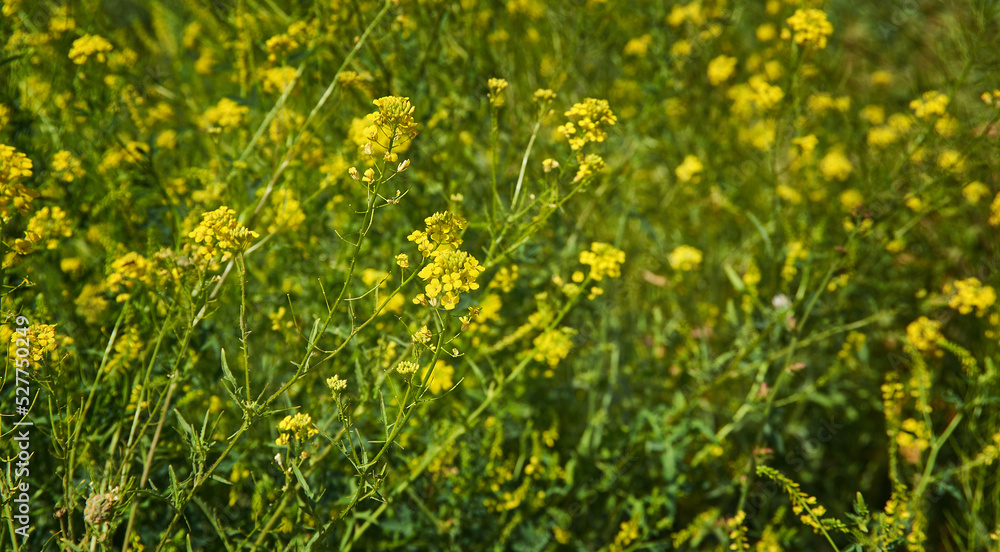 Obraz premium Rapeseed