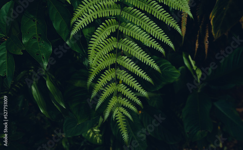 dark fern leaves in the forest foliage background