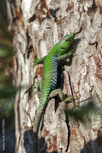 A green lizard on a tree trunk. Portrait of a lizard basking on a tree trunk. A lizard climbing a tree on a sunny day. A green lizard on a tree. Selective focus. Vertical photo.