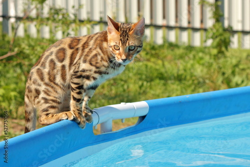 cat in the pool