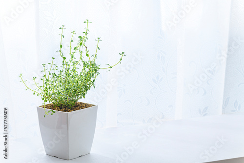 窓際で育てる観葉植物 ゴールデンレモンタイム