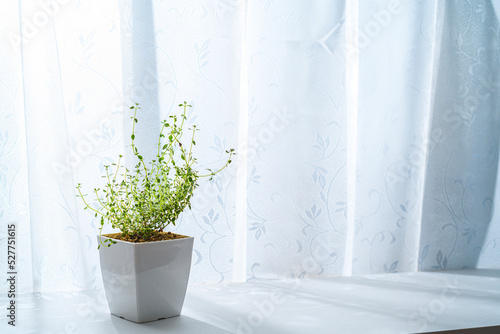 窓際で育てる観葉植物　ゴールデンレモンタイム