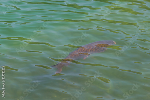 Large black wild carp fish swimming under clean blue water in the city pond. Nature background.