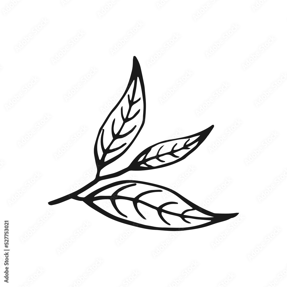 Green tea leaf. Floral branch organic hand drawn vector illustration.