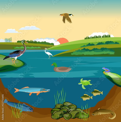 Pond ecosystem and Underwater pond landscape with fishes driftwood frog on stone and aquatic plants vector