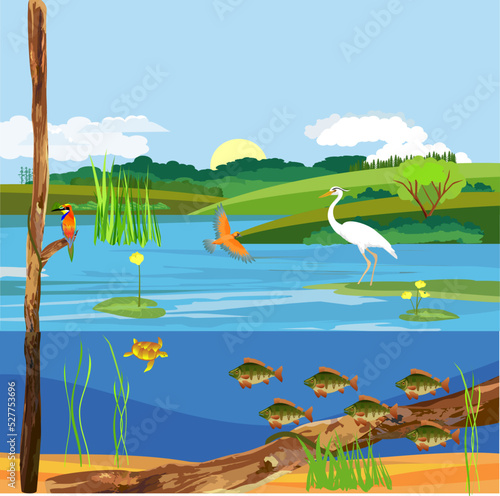 Pond ecosystem and Underwater pond landscape with fishes driftwood and aquatic plants