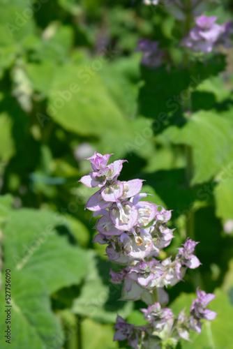 Clary sage