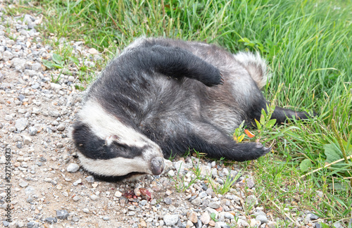 Adult European Badger (Meles meles), roadkill photo