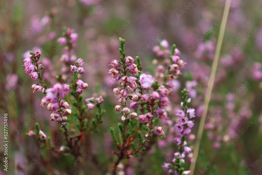 flowering heather in a moor flowering heather in a moor