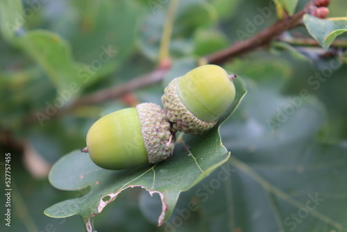 acorn on oak leaf