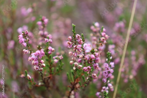 flowering heather in a moor