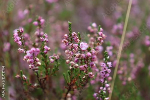 flowering heather in a moor