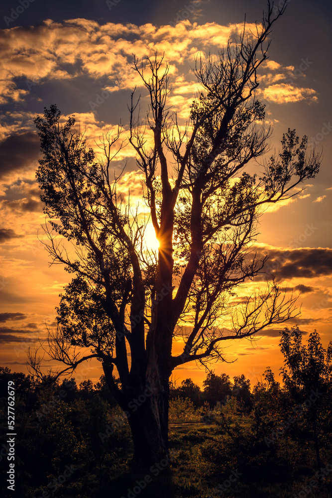 Trees silhouettes against the sunset sky. Nature, travel concept. Beautiful nature background, vertical view.