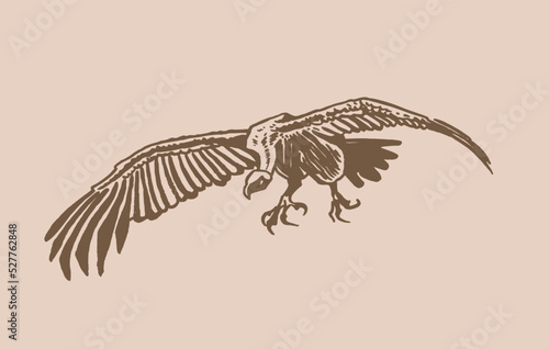 Vector vulture on sepia background,graphical drawing. Wild bird,hunter