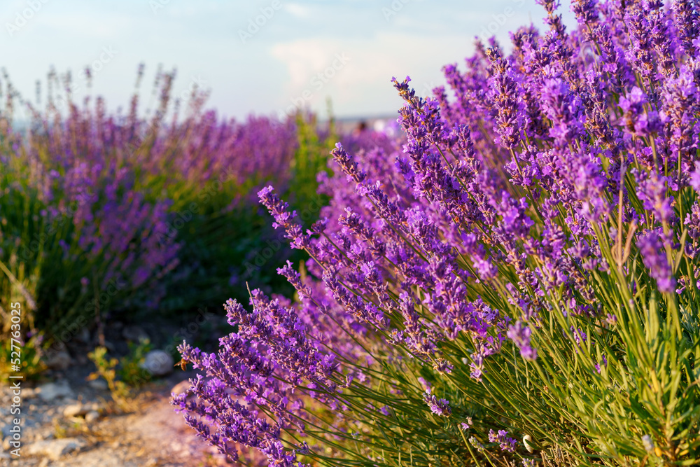 Obraz premium Beautiful lavender flowers close up on a field