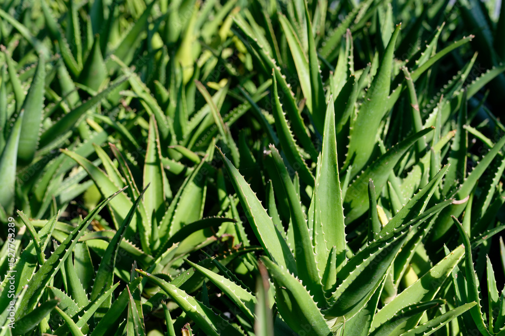 Obraz premium Aloe Vera, fresh leaf of Aloe Vera, natural background in farm garde, Aloe Vera Plantation. Aloe Vera for ingredient cosmetics