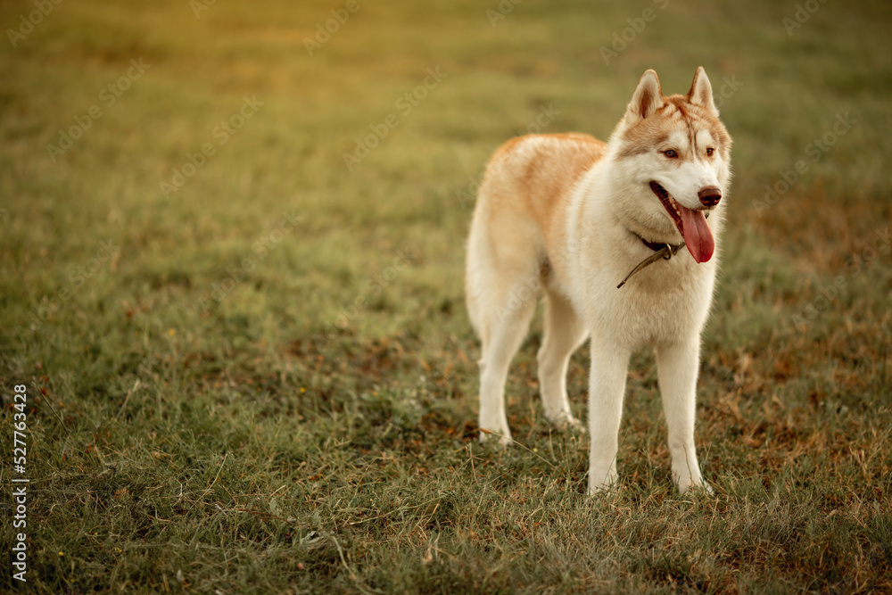 beautiful dog breed husky fawn color on a green lawn in nature in autumn. pet on a walk, sticking out his tongue. dog training and care