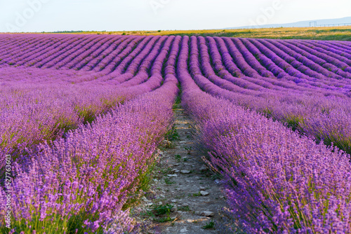 Fototapeta Naklejka Na Ścianę i Meble -  Lavender field rows in summer on sunset