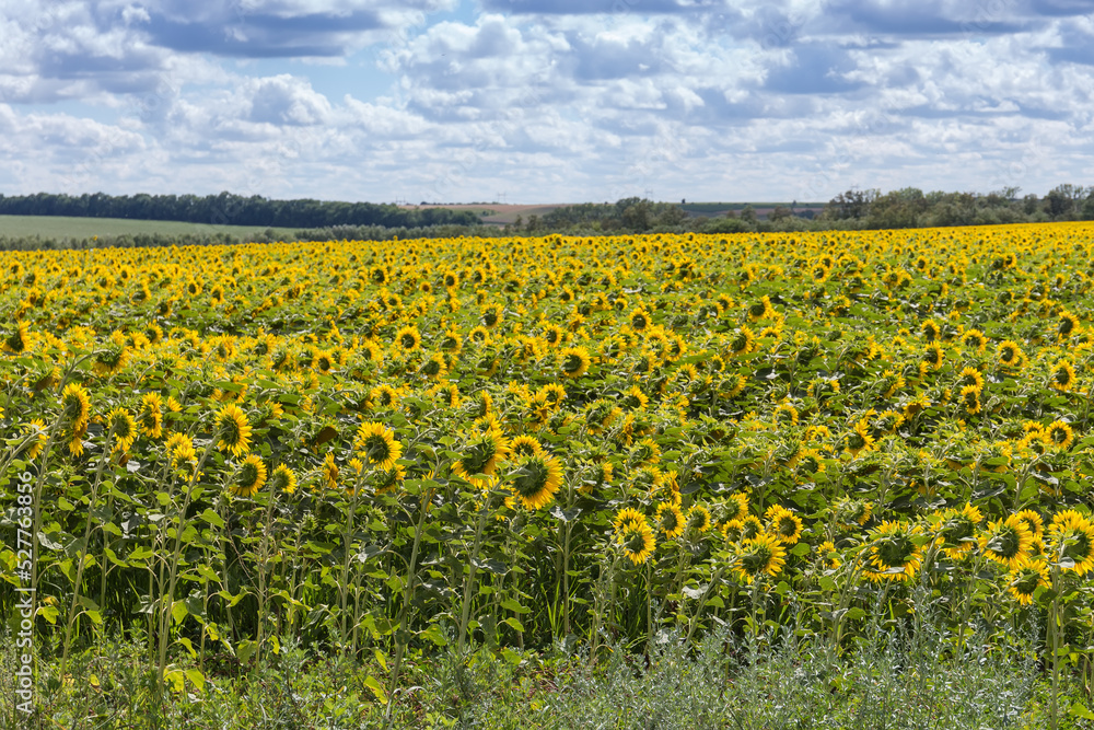 Sunflowers field against the sky and distant trees