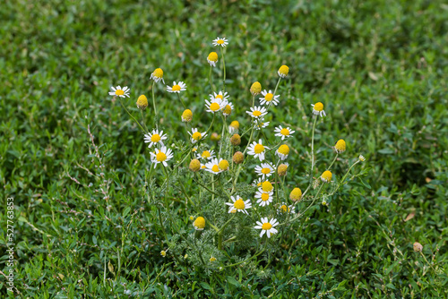Flowering chamomiles on the meadow overgrown with knotgrass photo