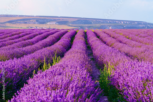 Lavender field rows in summer on sunset