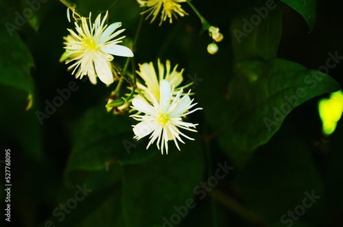 White flowers of Clematis vitalba is a climbing shrub with branched, grooved stems and scented white flowers. photo