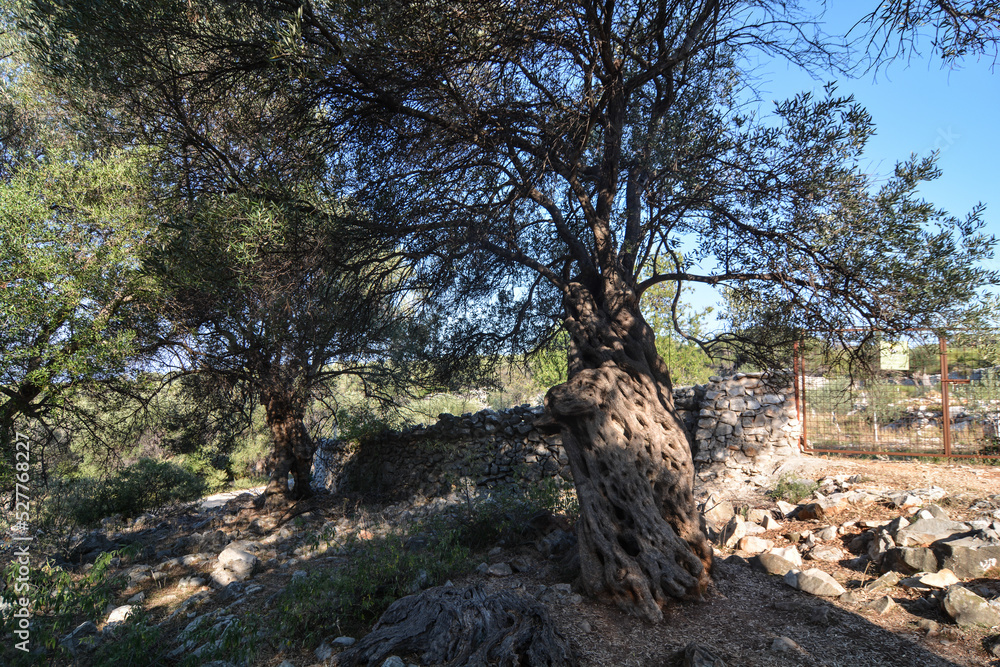 parco naturale ulivi di lun isola di pag in croazia parco naturale ulivi di lun isola di pag in croazia