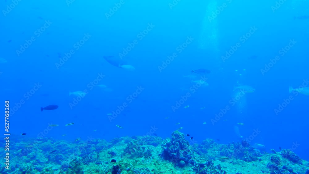 Scuba diving at Blue corner in Palau. Diving on the reefs of the Palau archipelago. Scuba diving at Blue corner in Palau. Diving on the reefs of the Palau archipelago.