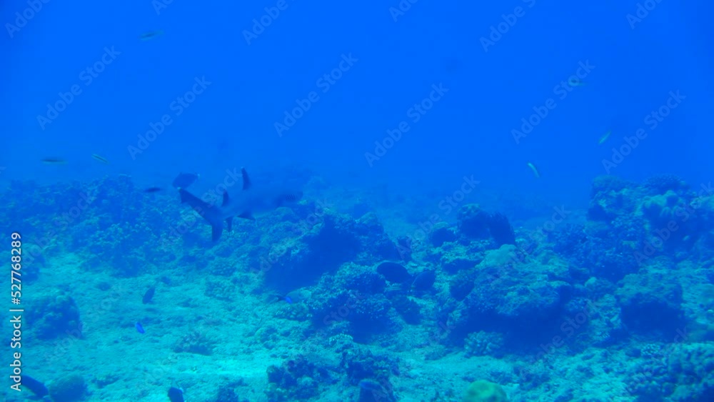 Scuba diving at Blue corner in Palau. Diving on the reefs of the Palau archipelago. Scuba diving at Blue corner in Palau. Diving on the reefs of the Palau archipelago.