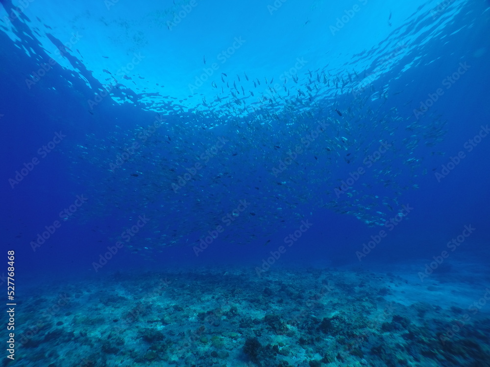 Scuba diving at Blue corner in Palau. Diving on the reefs of the Palau archipelago.