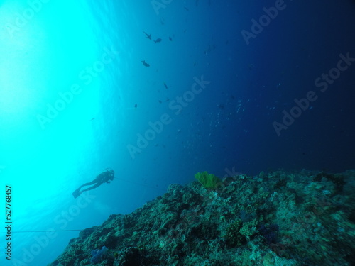 Fototapeta Naklejka Na Ścianę i Meble -  Scuba diving at Blue corner in Palau. Diving on the reefs of the Palau archipelago.
