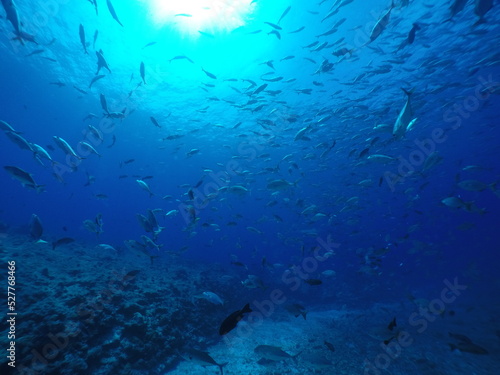 Scuba diving at Blue corner in Palau. Diving on the reefs of the Palau archipelago.