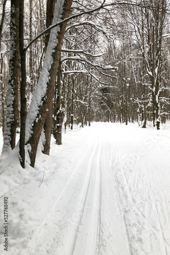 Ski track on snowy road in the winter forest © Gioia