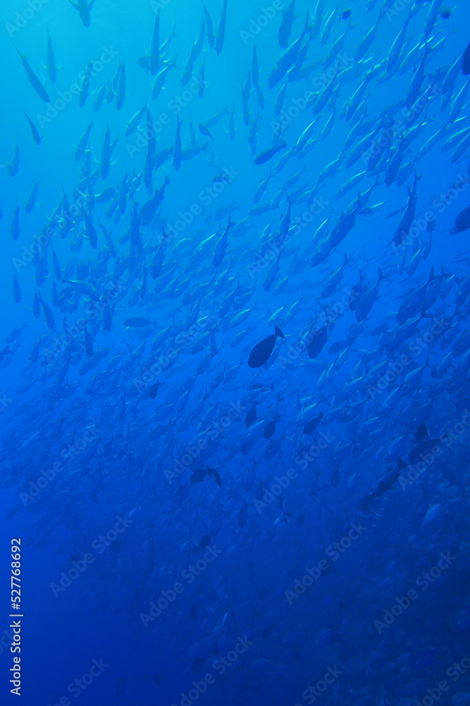 Scuba diving at Blue corner in Palau. Diving on the reefs of the Palau archipelago.